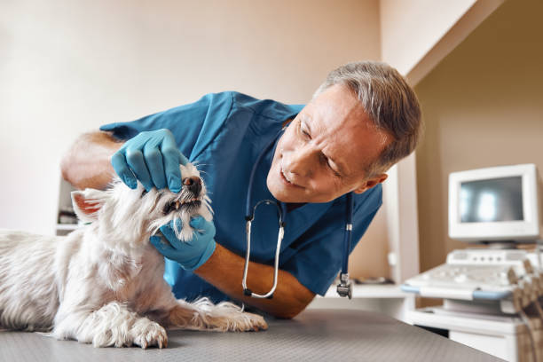 Best 24-Hour Emergency Dental Care in Brownstown, IN